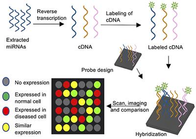 Bringing MicroRNAs to Light: Methods for MicroRNA Quantification and Visualization in Live Cells